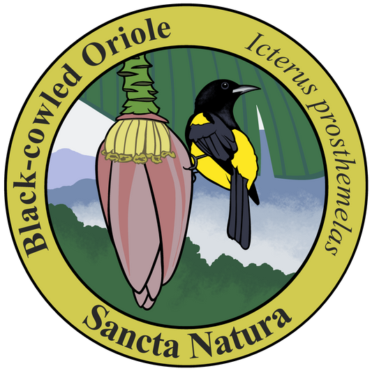 Adult Black-cowled Oriole T-shirt
