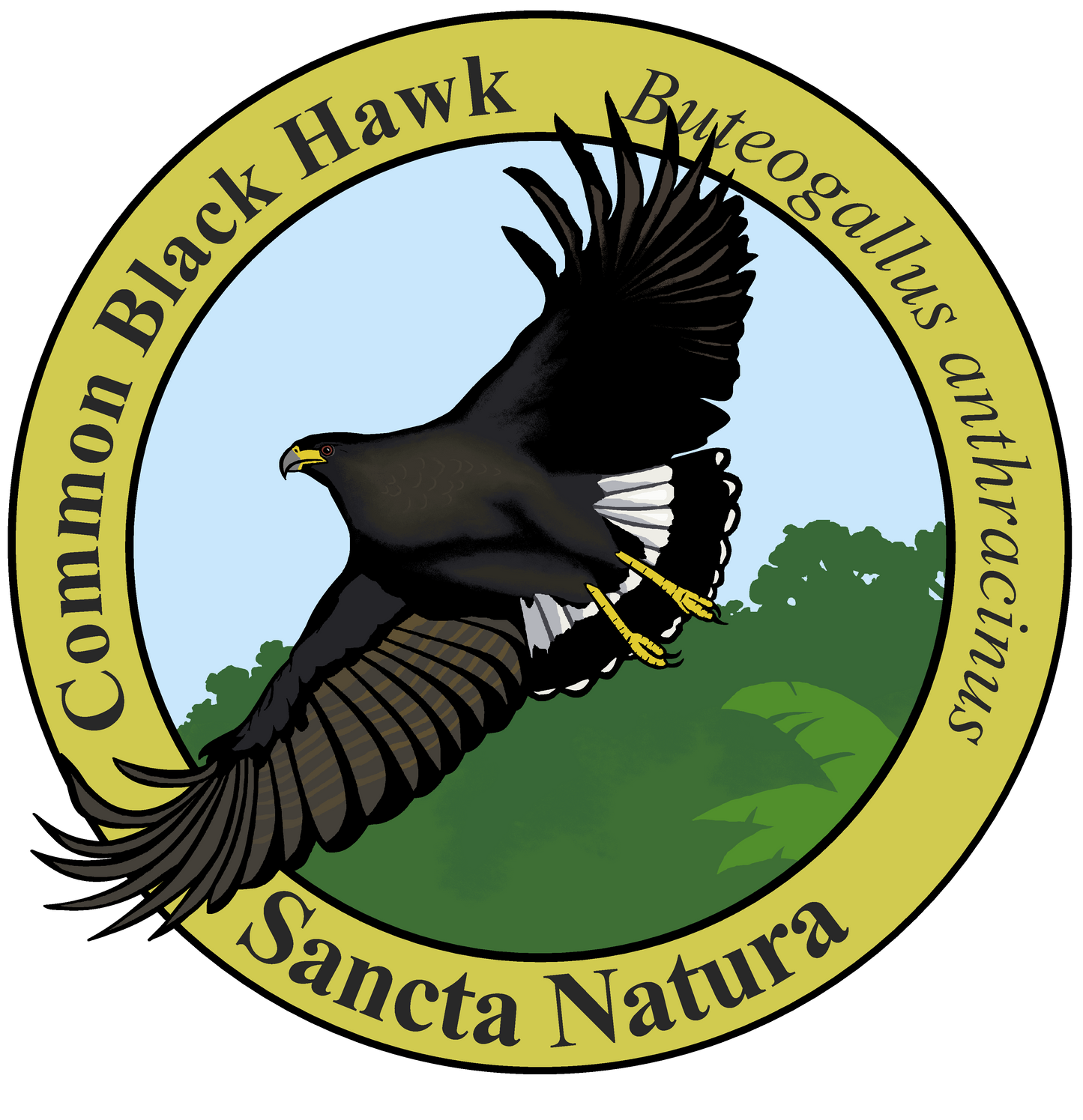 Adult Common Black Hawk T-shirt