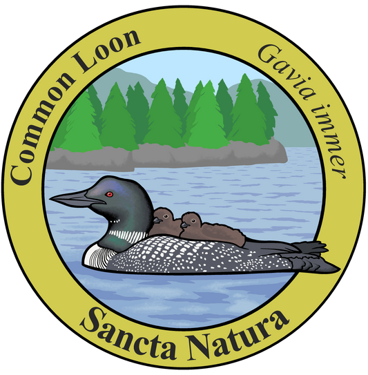 Adult Common Loon T-shirt