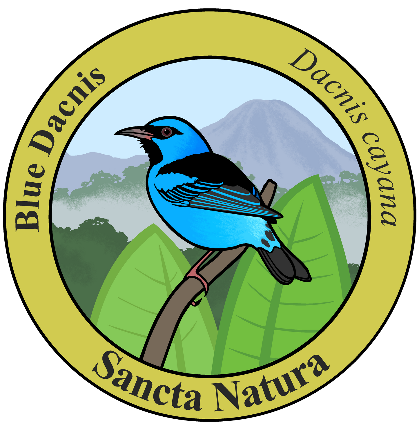 Adult Blue Dacnis T-shirt