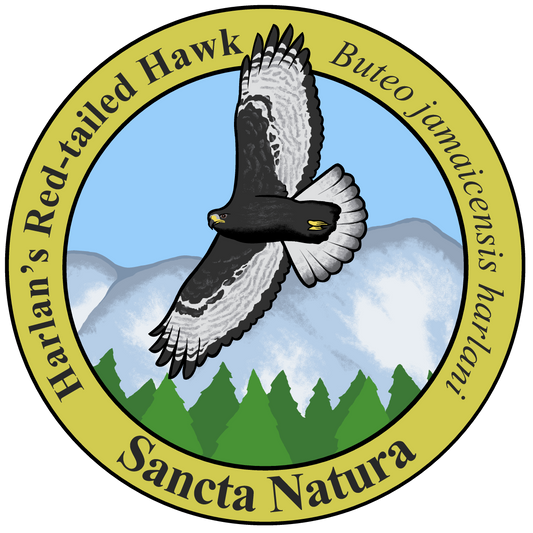 Adult Red-tailed Hawk (Harlan's) T-shirt