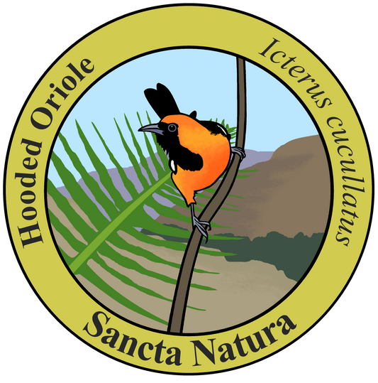 Adult Hooded Oriole T-shirt