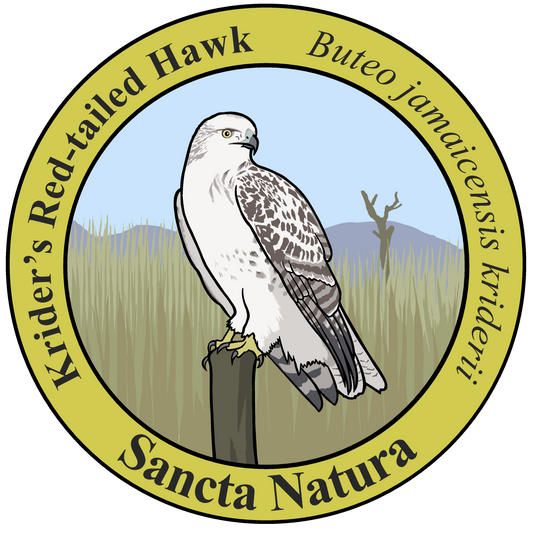 Adult Red-tailed Hawk (Krider's) T-shirt