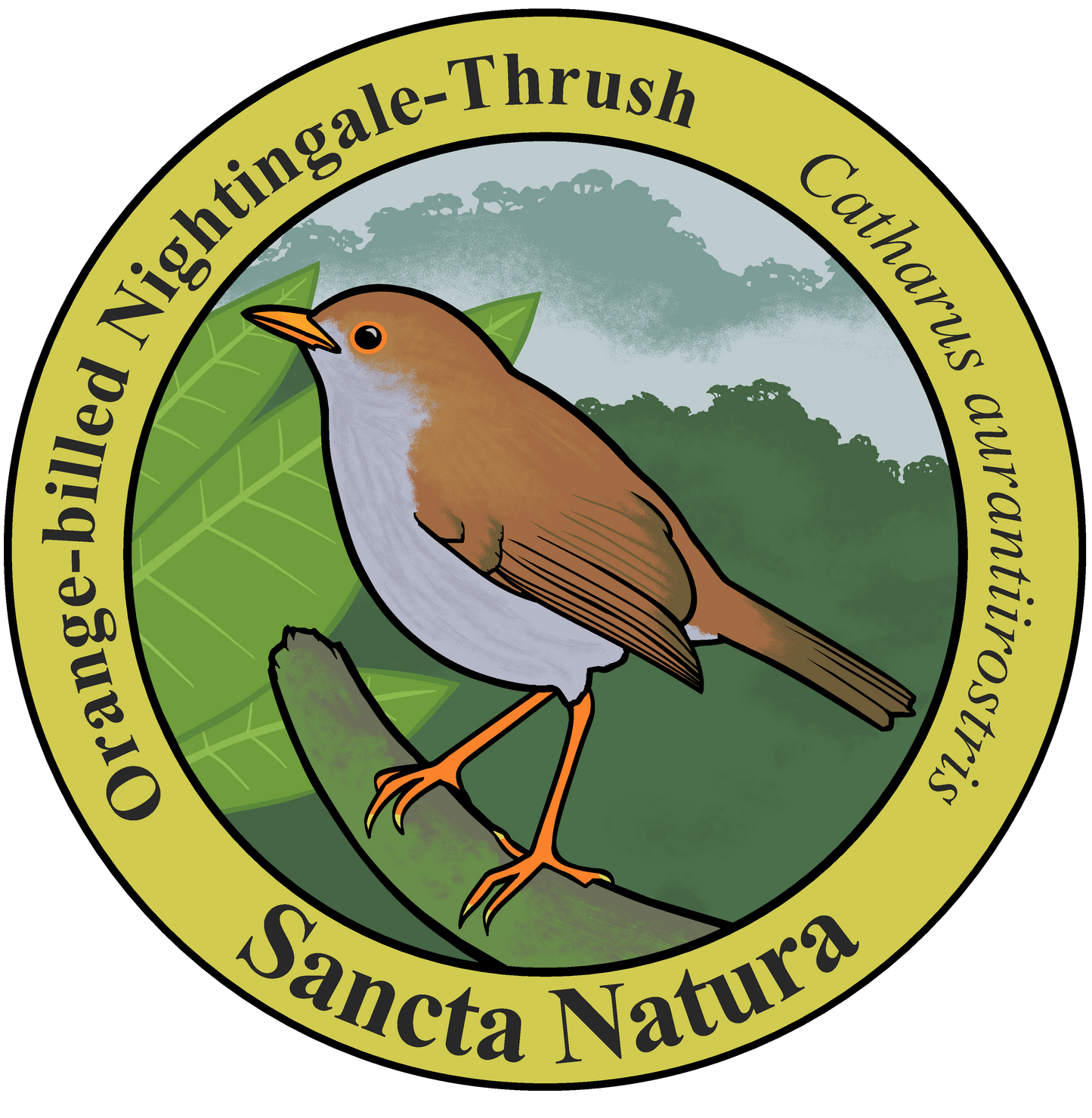 Adult Orange-billed Nightingale-Thrush