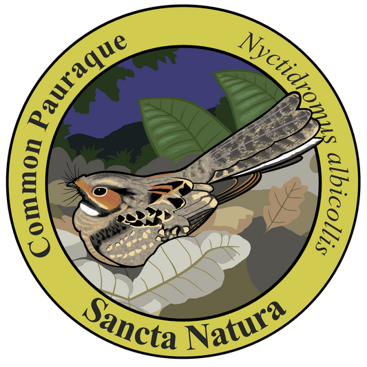 Adult Common Pauraque T-shirt