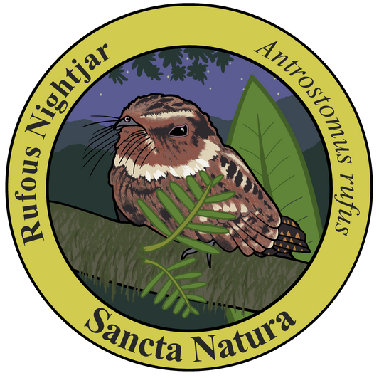 Adult Rufous Nightjar