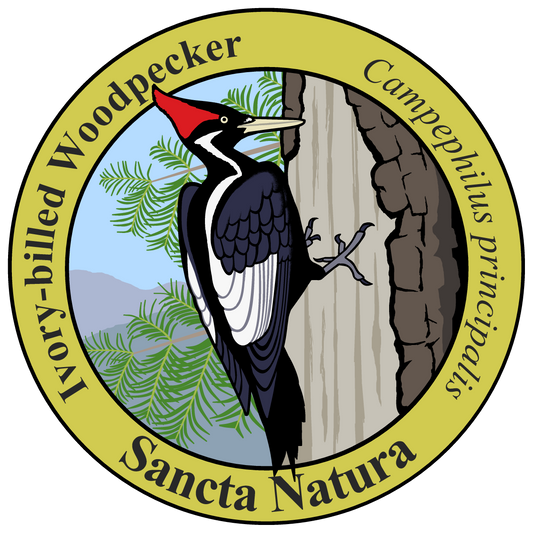 Adult Ivory-billed Woodpecker T-shirt